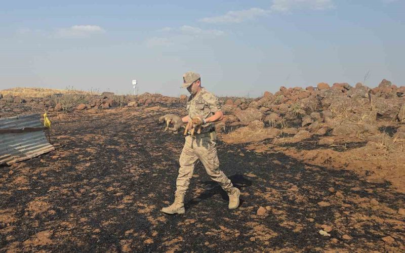 Gaziantep’te Anız Yangınında Mahsur Kalan Köpekleri Jandarma Kurtardı