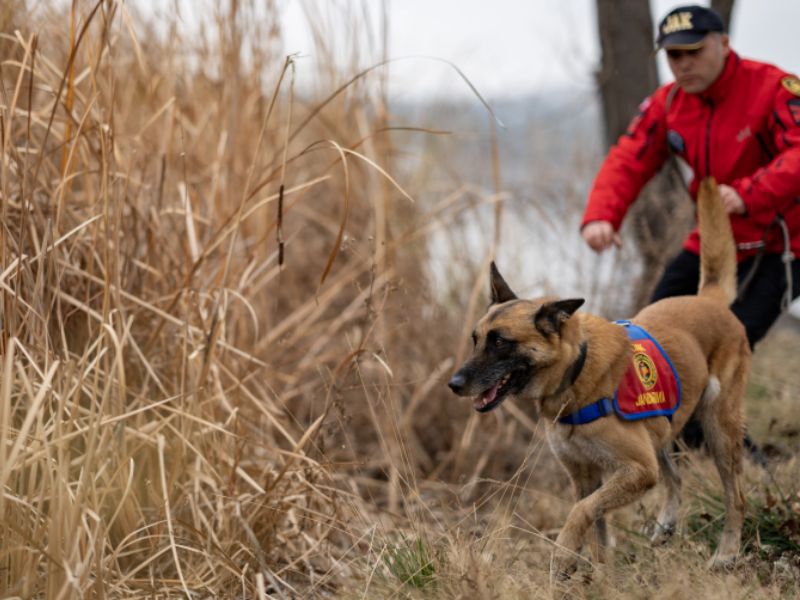 Jandarmanın Sahadaki Yardımcısı: Hassas Burunlu Kadavra Köpekleri